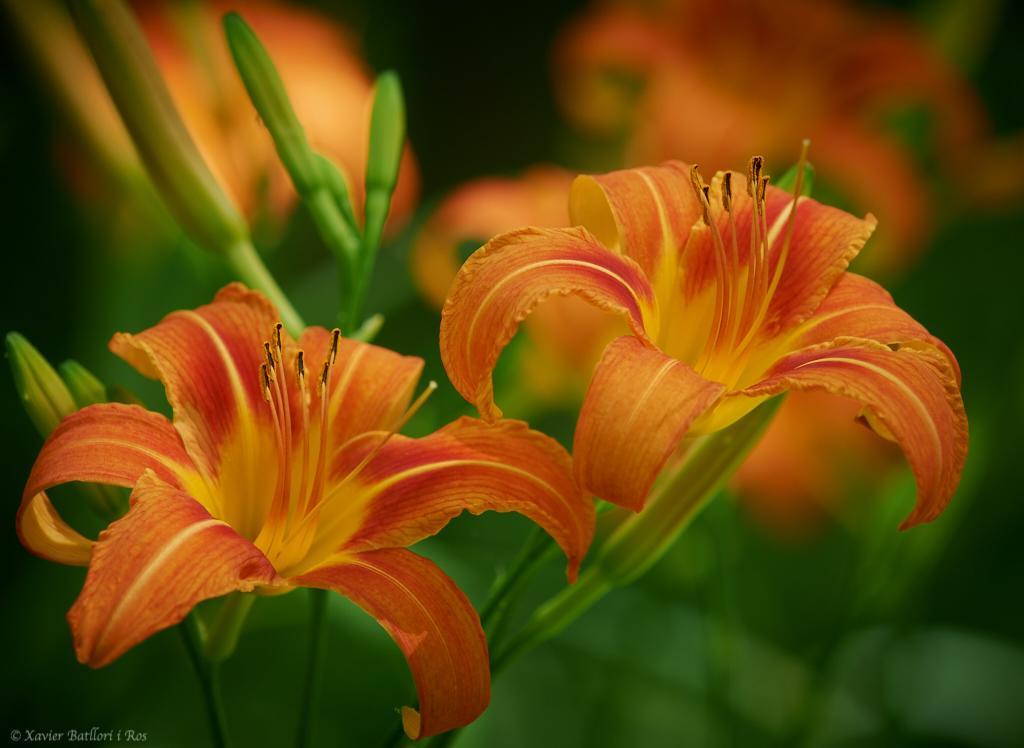 方达芬妮特公寓 Sant Felíu de Pallarols 外观 照片